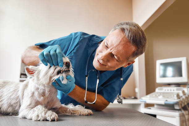 Best Emergency Dental Care for Broken or Chipped Teeth in Urania, LA